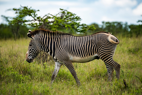 Amboseli