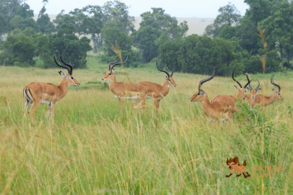 Samburu Reserve