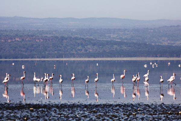 Lake Naivasha